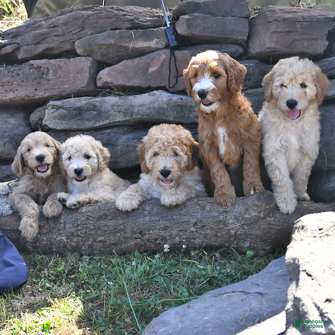 Mini Goldendoodle dogs for sale: Zeke - Image 2