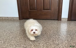 Lhasa Apso dogs for sale: Alice - Image 5