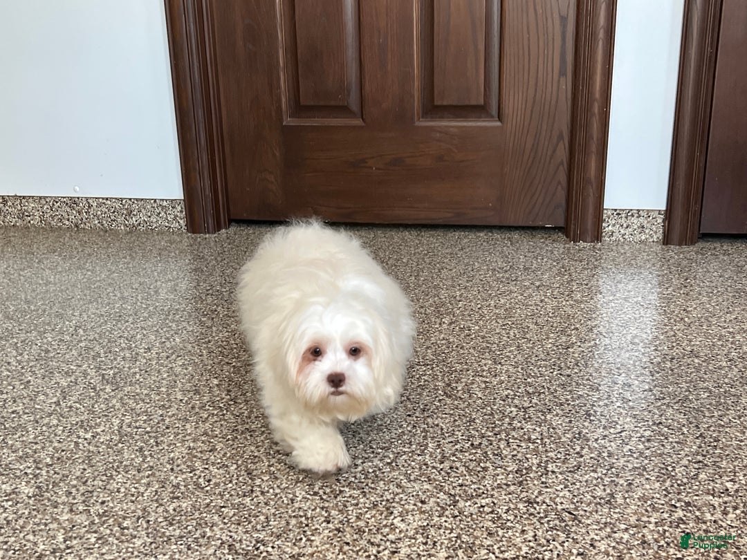 Lhasa Apso dogs for sale: Alice - Image 5