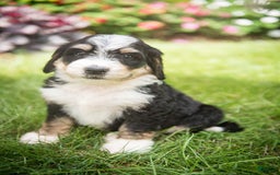 Bernedoodle dogs for sale: Rebel - Image 5