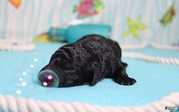 Mini Bernedoodle dogs for sale: Peter - Image 7