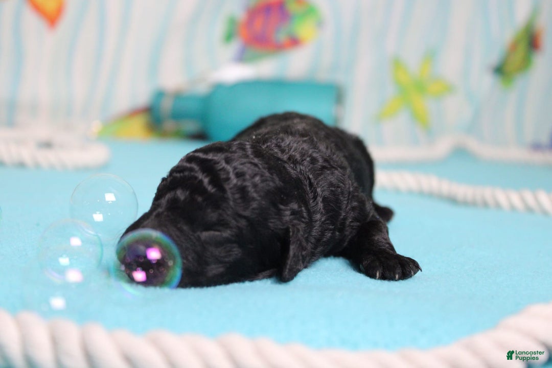 Mini Bernedoodle dogs for sale: Peter - Image 7