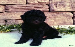 Shihpoo dogs for sale: Asher - Image 2