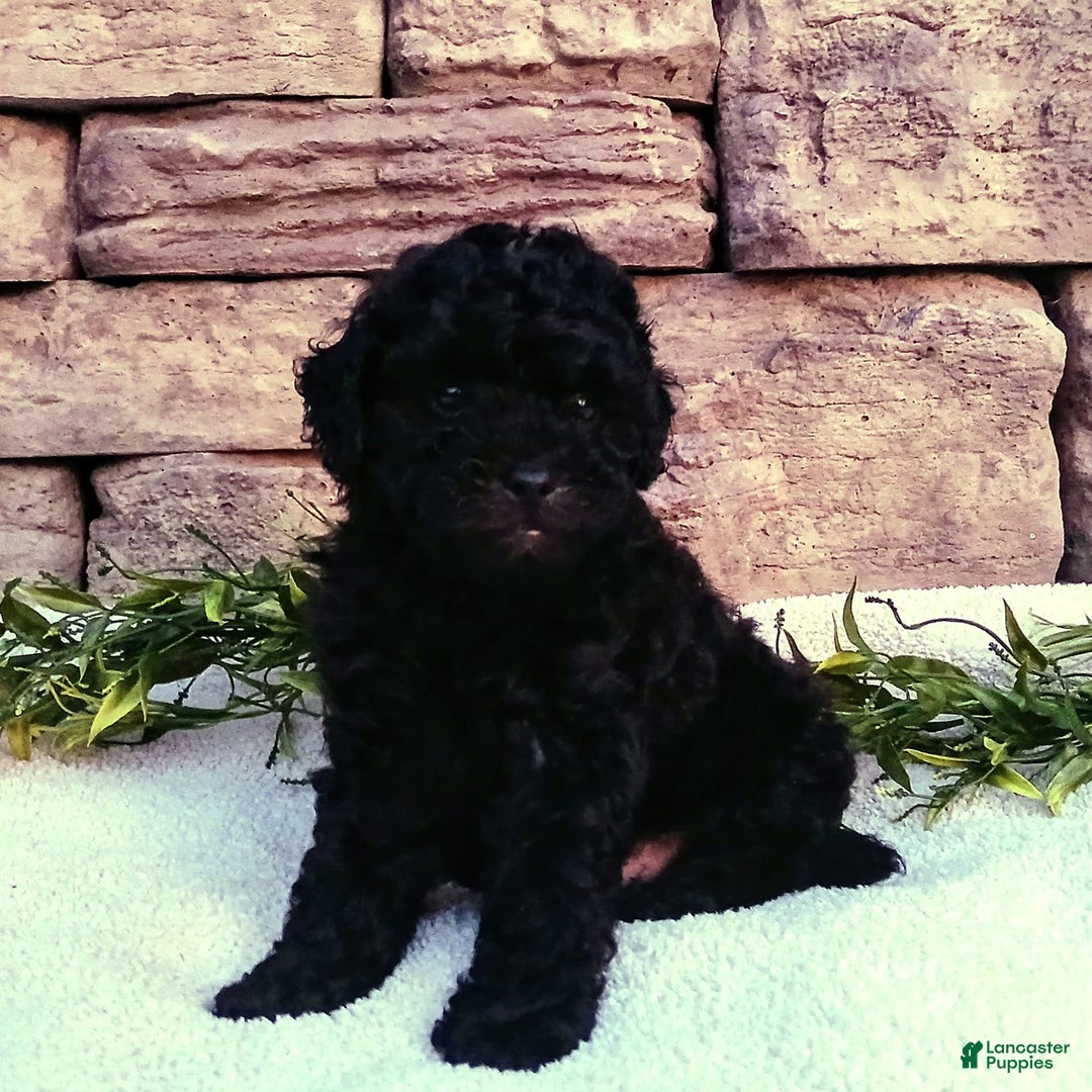 Shihpoo dogs for sale: Asher - Image 2