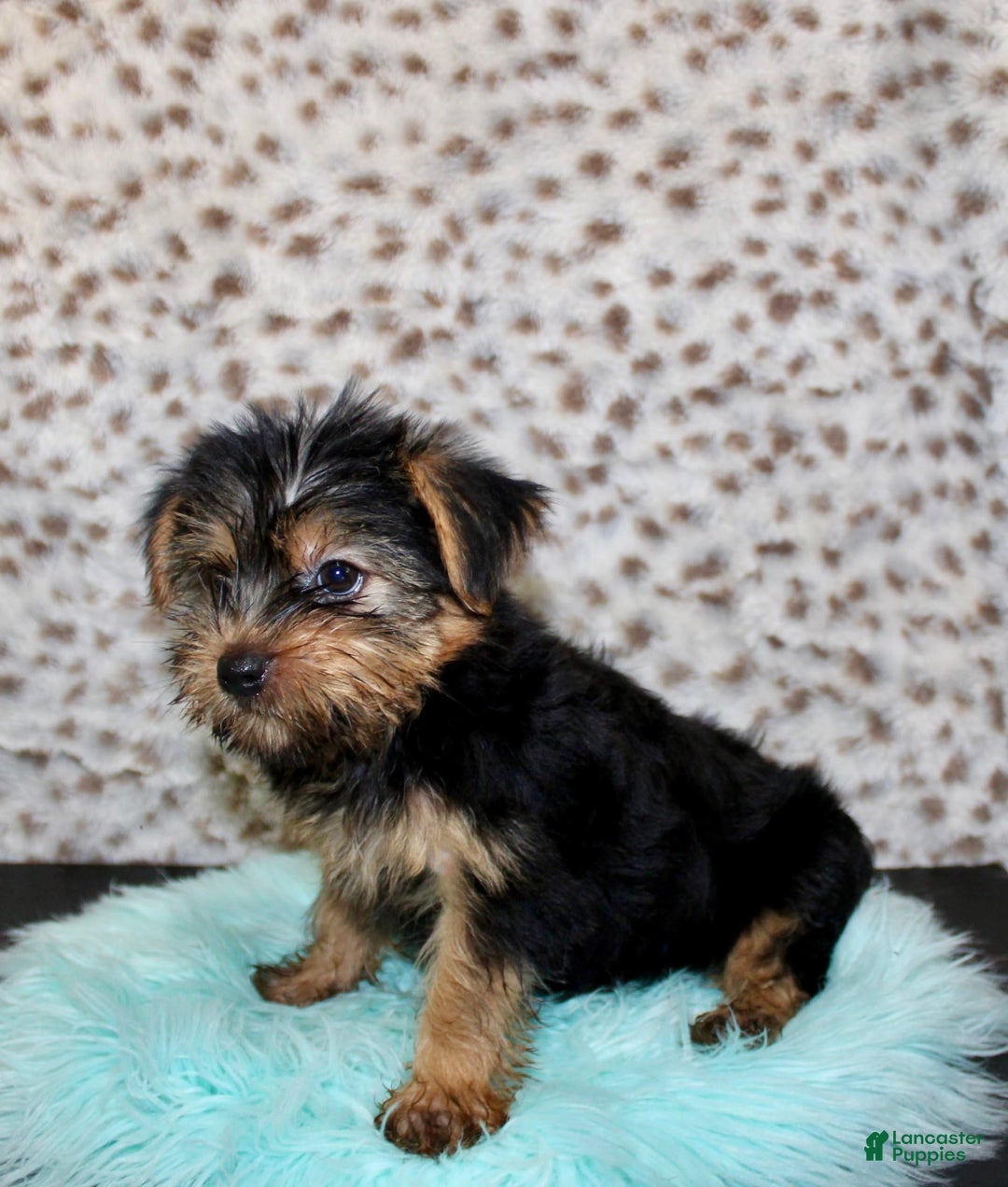 Yorkshire Terrier dogs for sale: Samson - Image 6