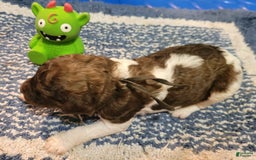 Labradoodle dogs for sale: Horseradish - Image 3