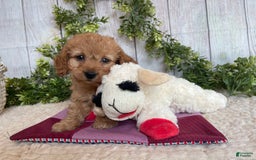 Doxiepoo dogs for sale: Dena - Image 4