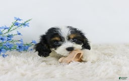 Cavapoo dogs for sale: Bentley - Image 2