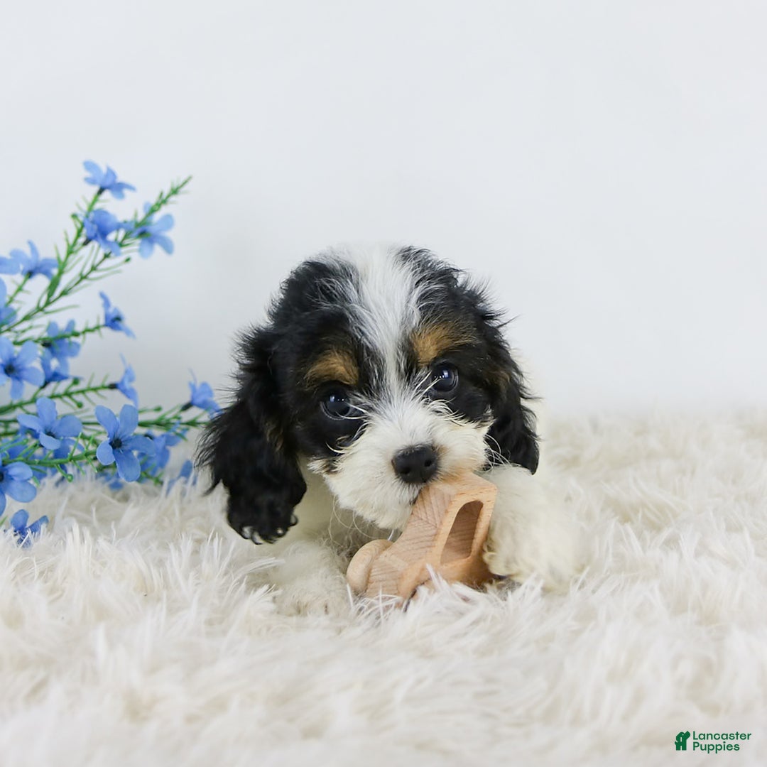 Cavapoo dogs for sale: Bentley - Image 2
