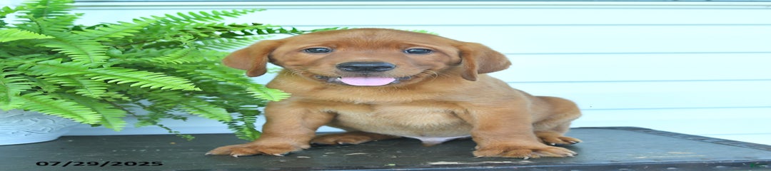 Yosie