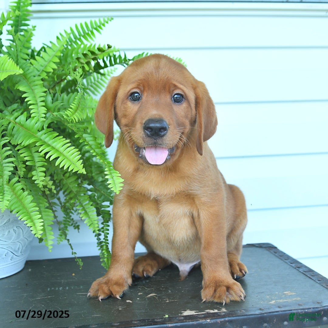 Labrador Retriever dogs for sale: Yosie - Image 5