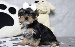 Yorkshire Terrier dogs for sale: Butterfly - Image 4