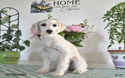 Schnoodle dogs for sale: Lily - Image 12