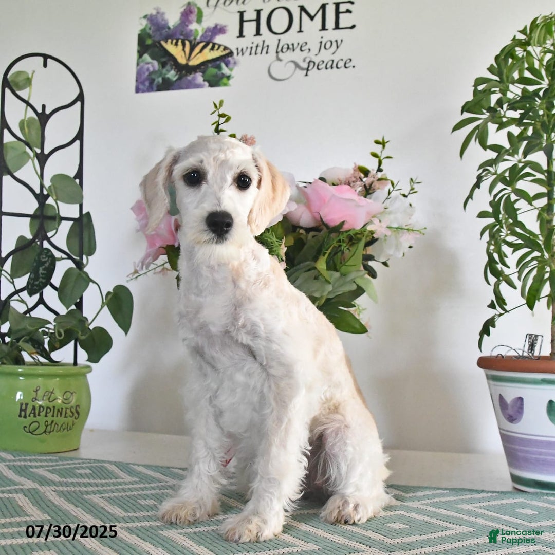 Schnoodle dogs for sale: Lily - Image 12