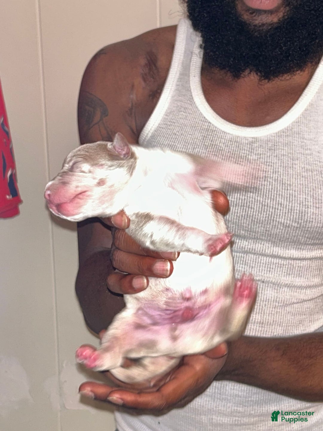 American Bully dogs for sale: Hot Head / Deja Vu - Image 2
