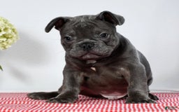 French Bulldog dogs for sale: Jay - Image 7