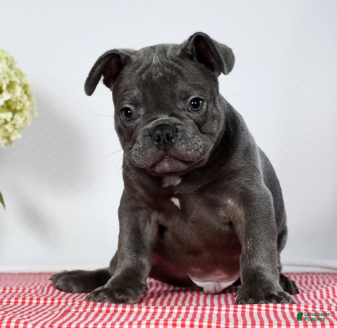 French Bulldog dogs for sale: Jay - Image 7