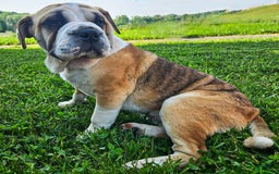 Puggle dogs for sale: Tammy - Image 8