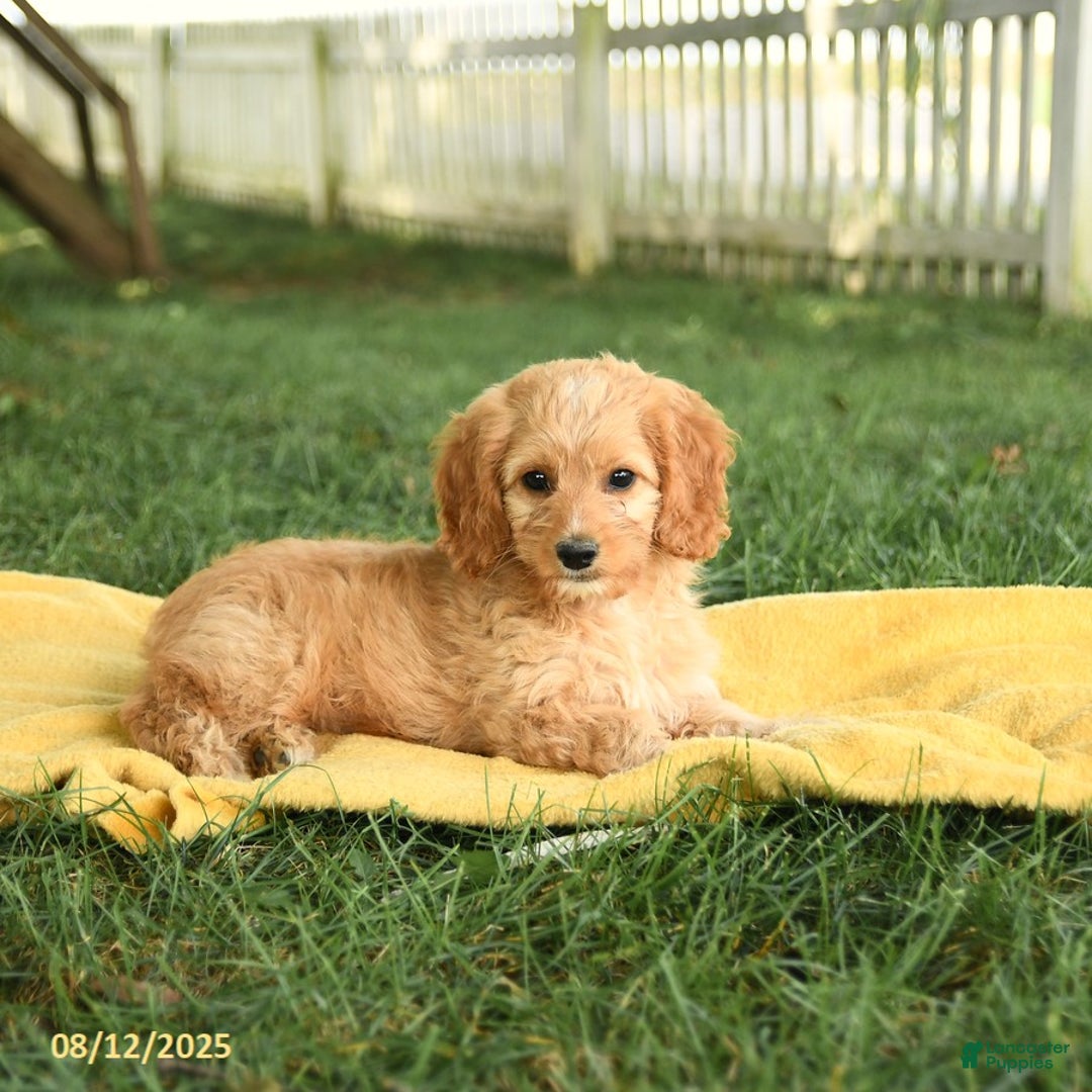Cockapoo dogs for sale: Tom Sawyer - Image 5