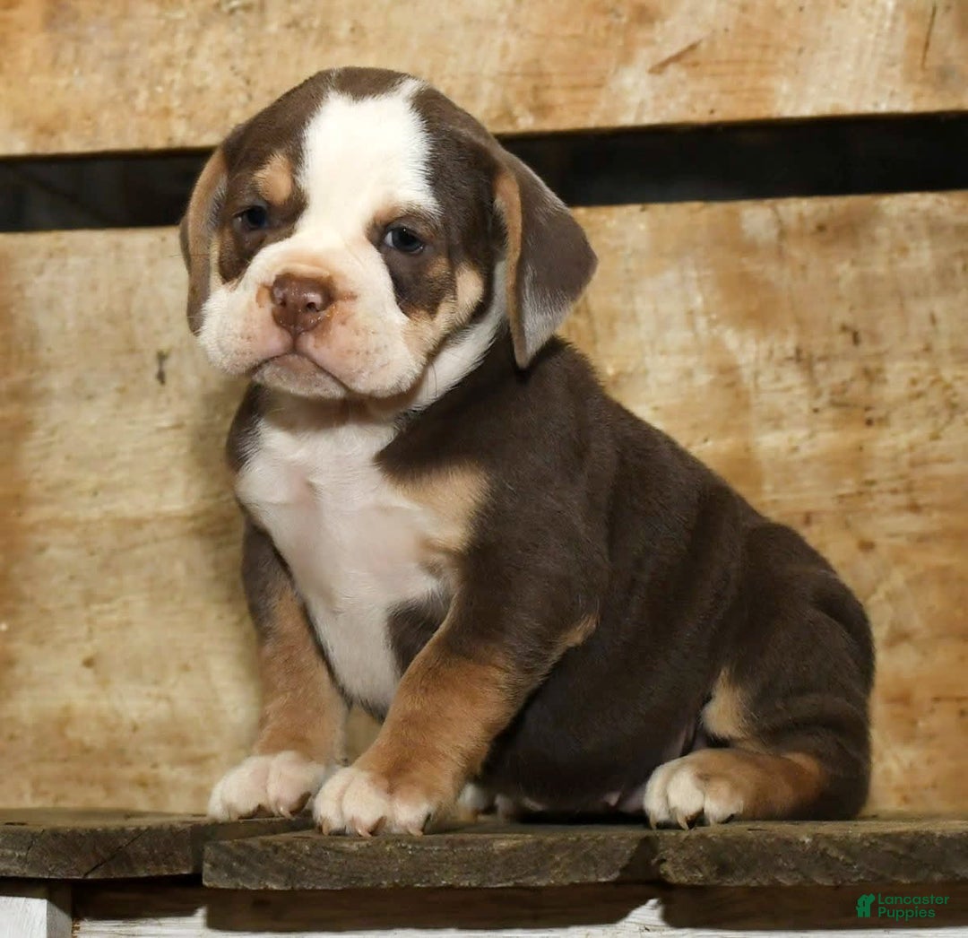 Beabull dogs for sale: Sandy - Image 5