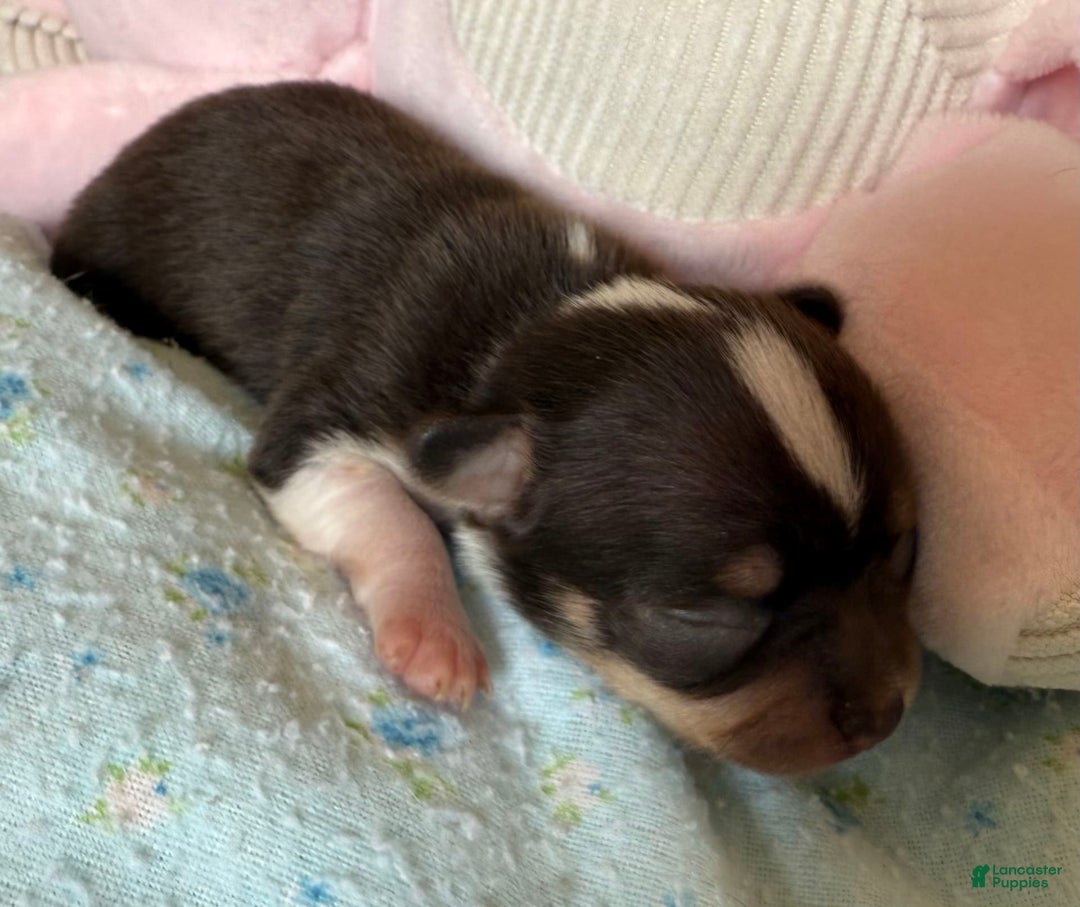 Chihuahua dogs for sale: Fancy Stance - Image 19