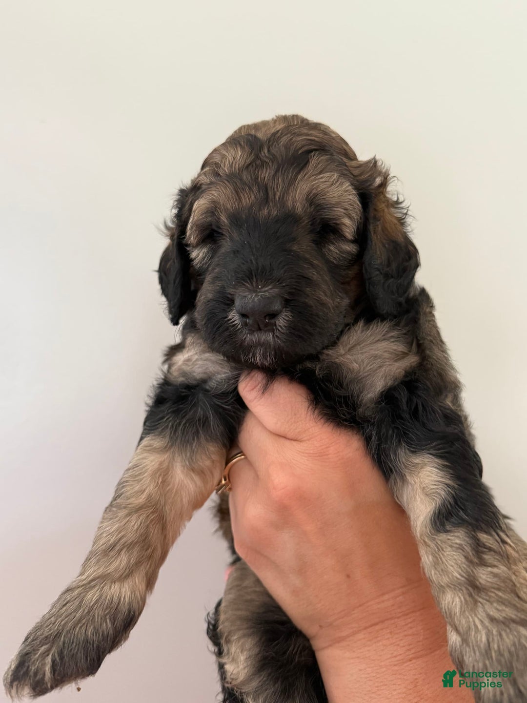 Bernedoodle dogs for sale: Pink Collar Girl - Image 2
