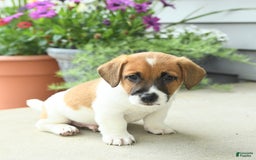 Jack Russell Terrier dogs for sale: Licorice - Image 8