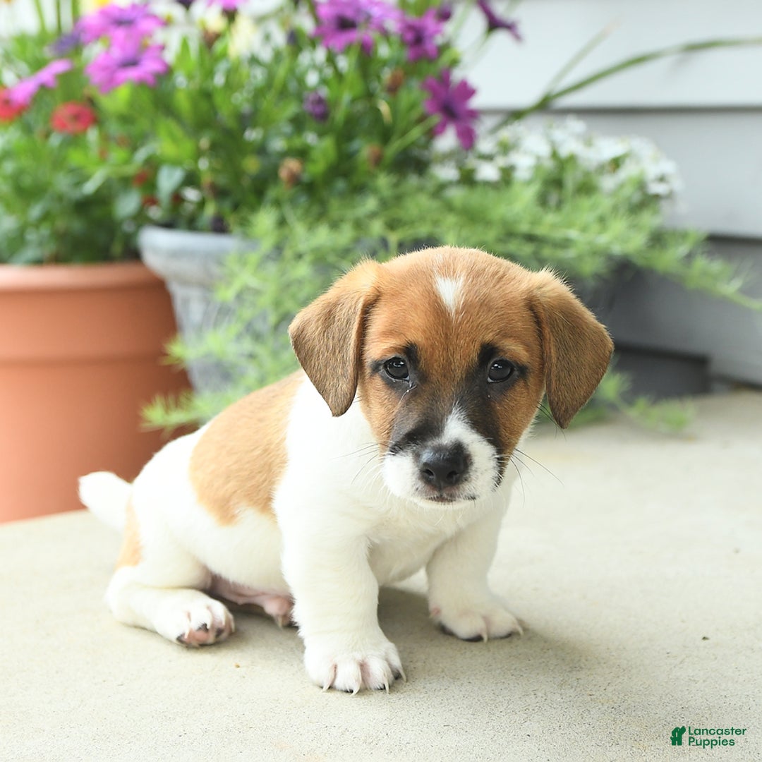 Jack Russell Terrier dogs for sale: Licorice - Image 8