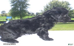 Yorkiepoo dogs for sale: Manny - Image 4