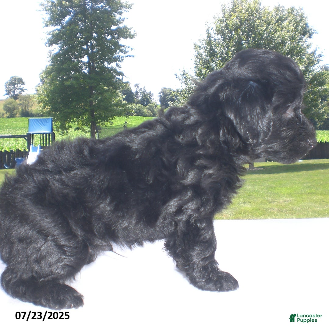 Yorkiepoo dogs for sale: Manny - Image 4