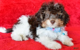 Shihpoo dogs for sale: Tysona - Image 7