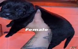 Presa Canario dogs for sale: Nori - Image 2
