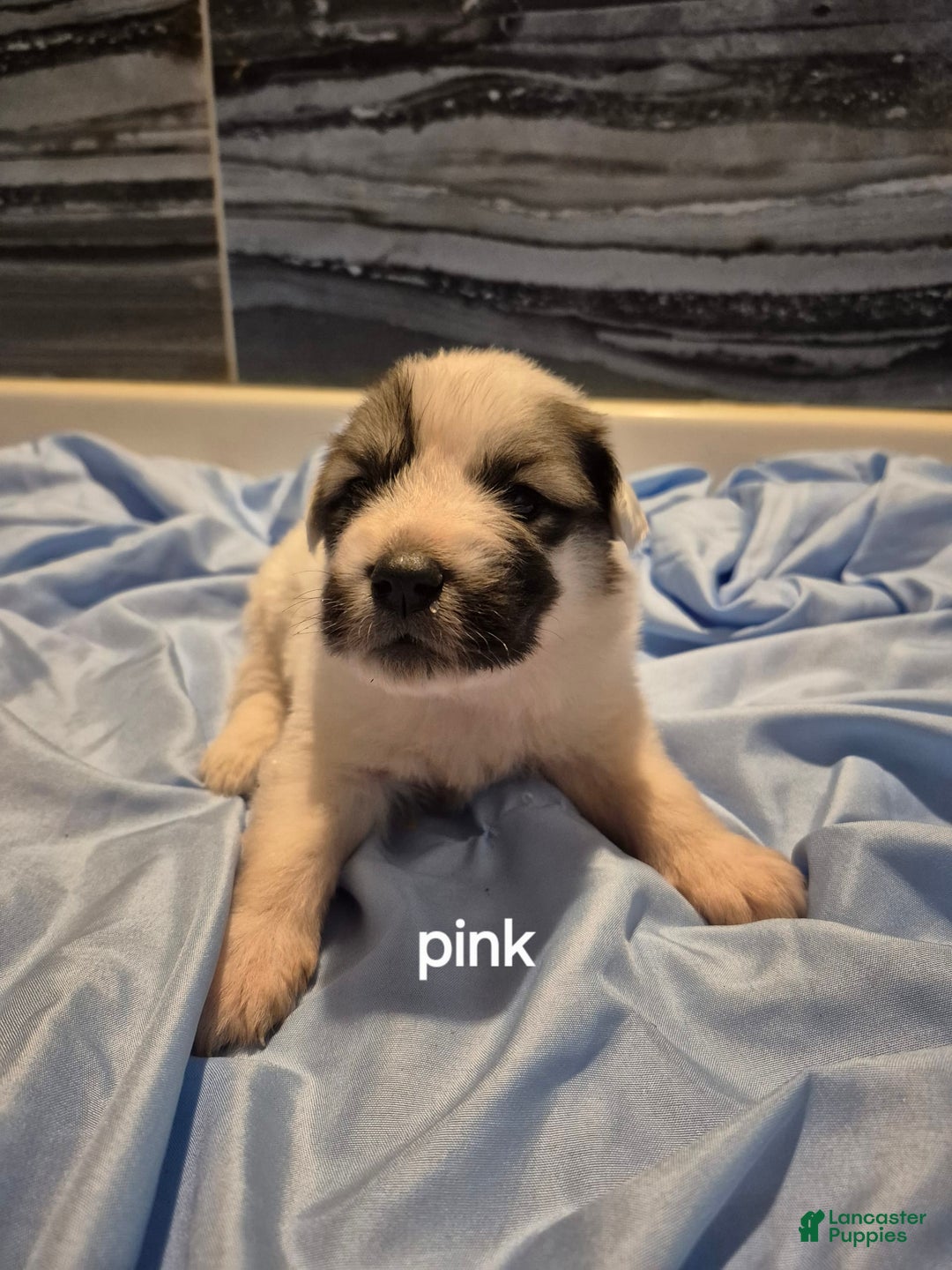 Great Pyrenees dogs for sale: Pink - Image 1