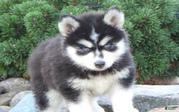 Pomsky dogs for sale: Spike - Image 5