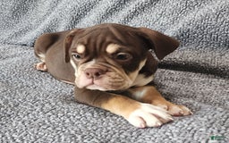 English Bulldog dogs for sale: Caroline - Image 2