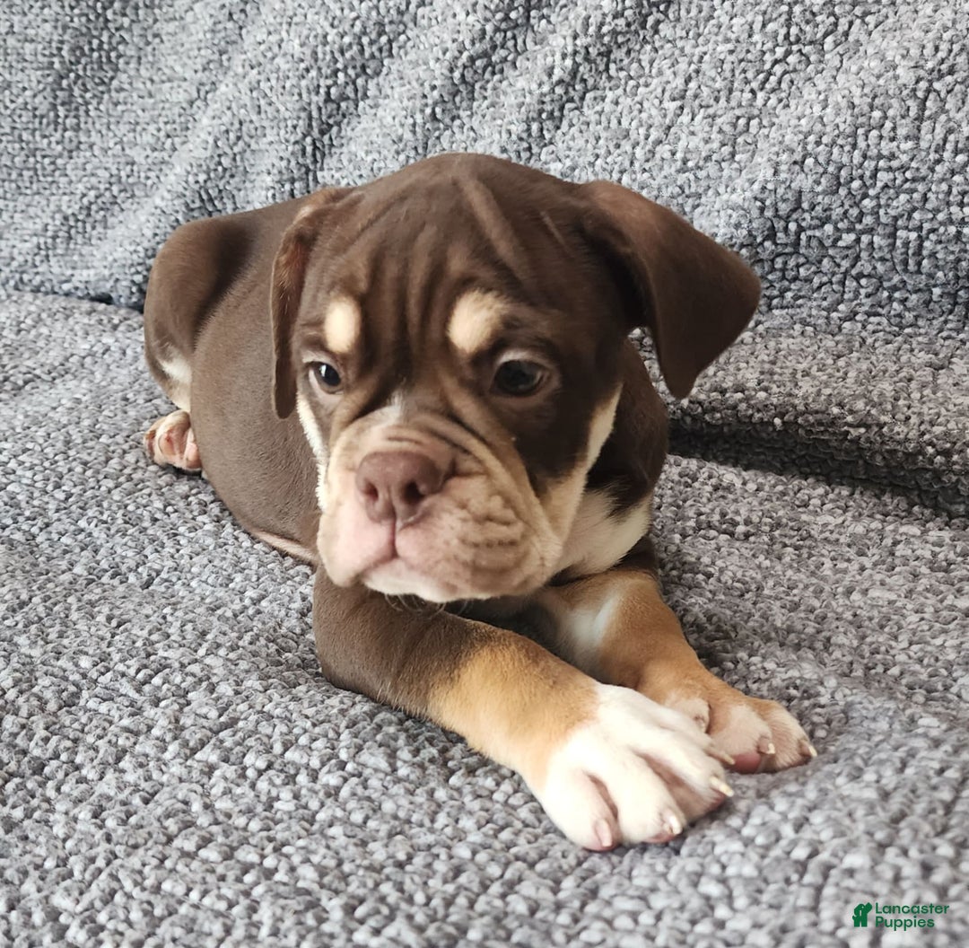 English Bulldog dogs for sale: Caroline - Image 2