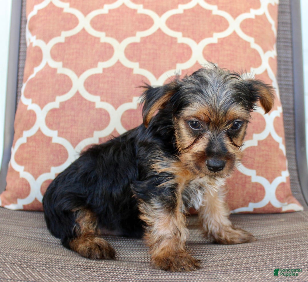 Yorkshire Terrier dogs for sale: Gary - Image 3