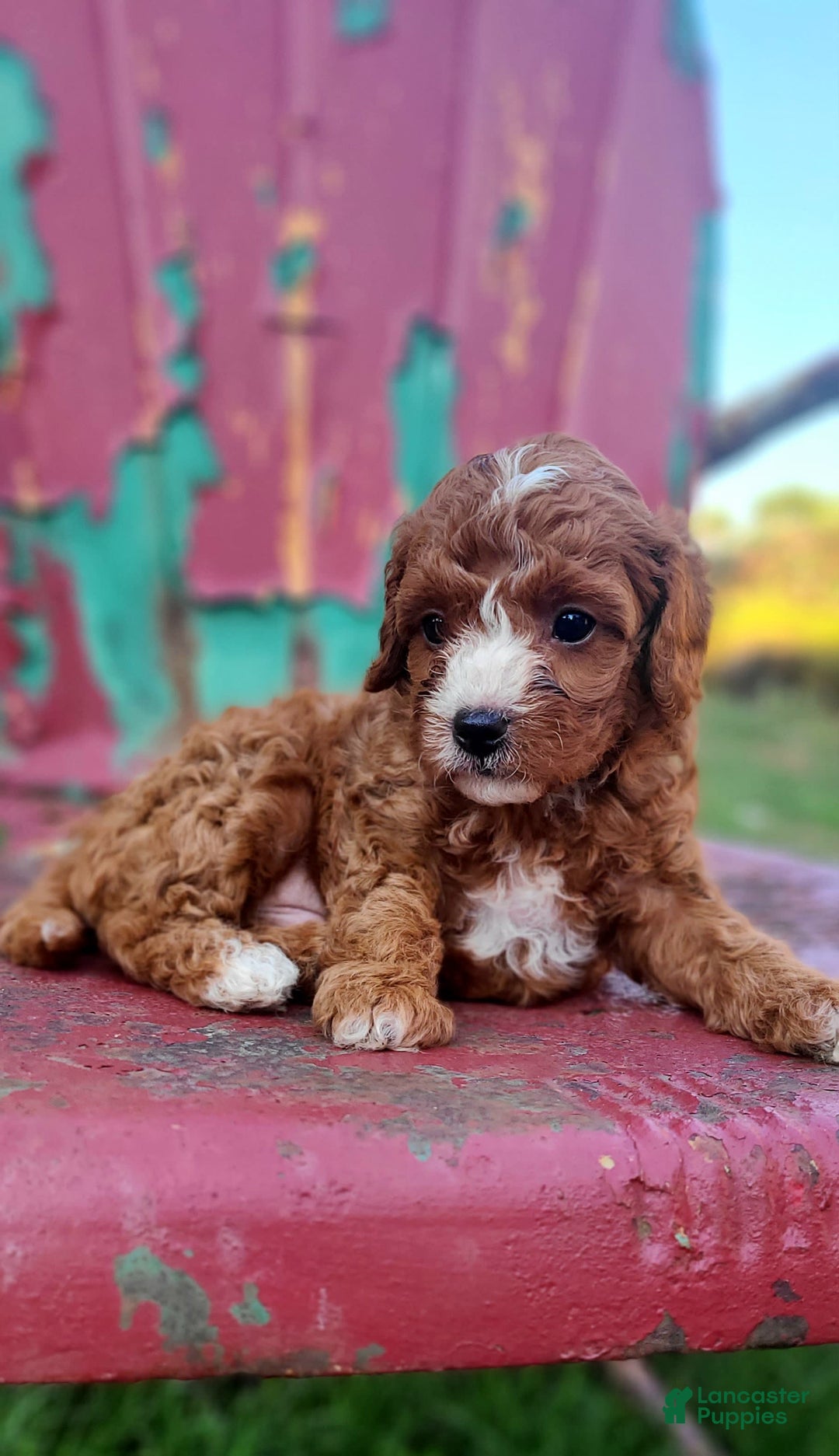 Cavapoo dogs for sale: Freedom - Image 1