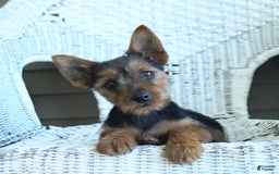 Yorkshire Terrier dogs for sale: Tilly - Image 7