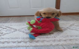 Golden Retriever dogs for sale: Truffle - Image 3