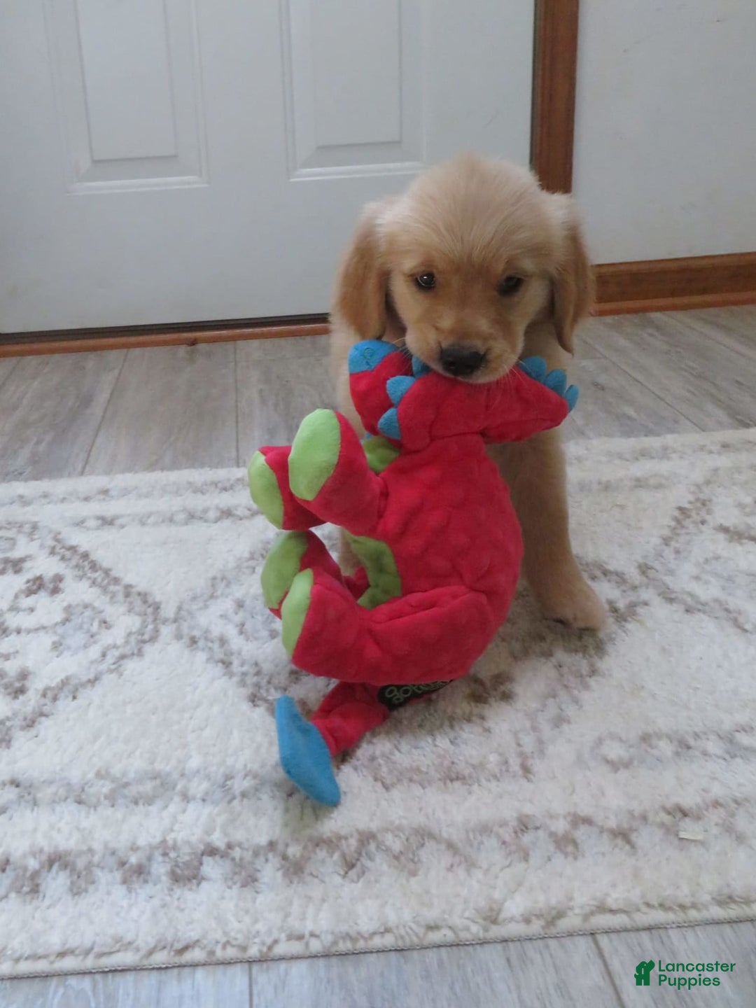 Golden Retriever dogs for sale: Truffle - Image 3