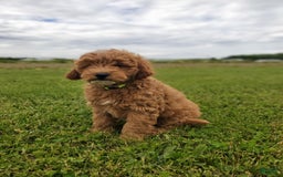 Mini Goldendoodle dogs for sale: Milo F1b - Image 16