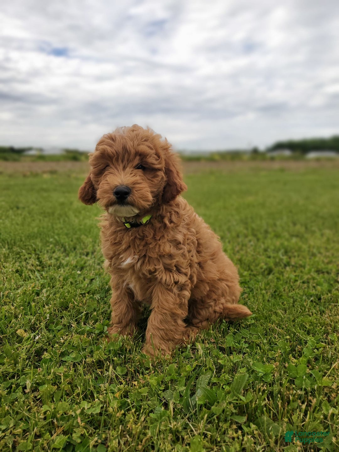 Mini Goldendoodle dogs for sale: Milo F1b - Image 16