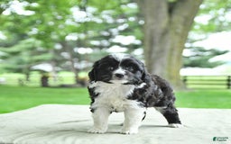 Mini Aussiedoodle dogs for sale: Walker - Image 12