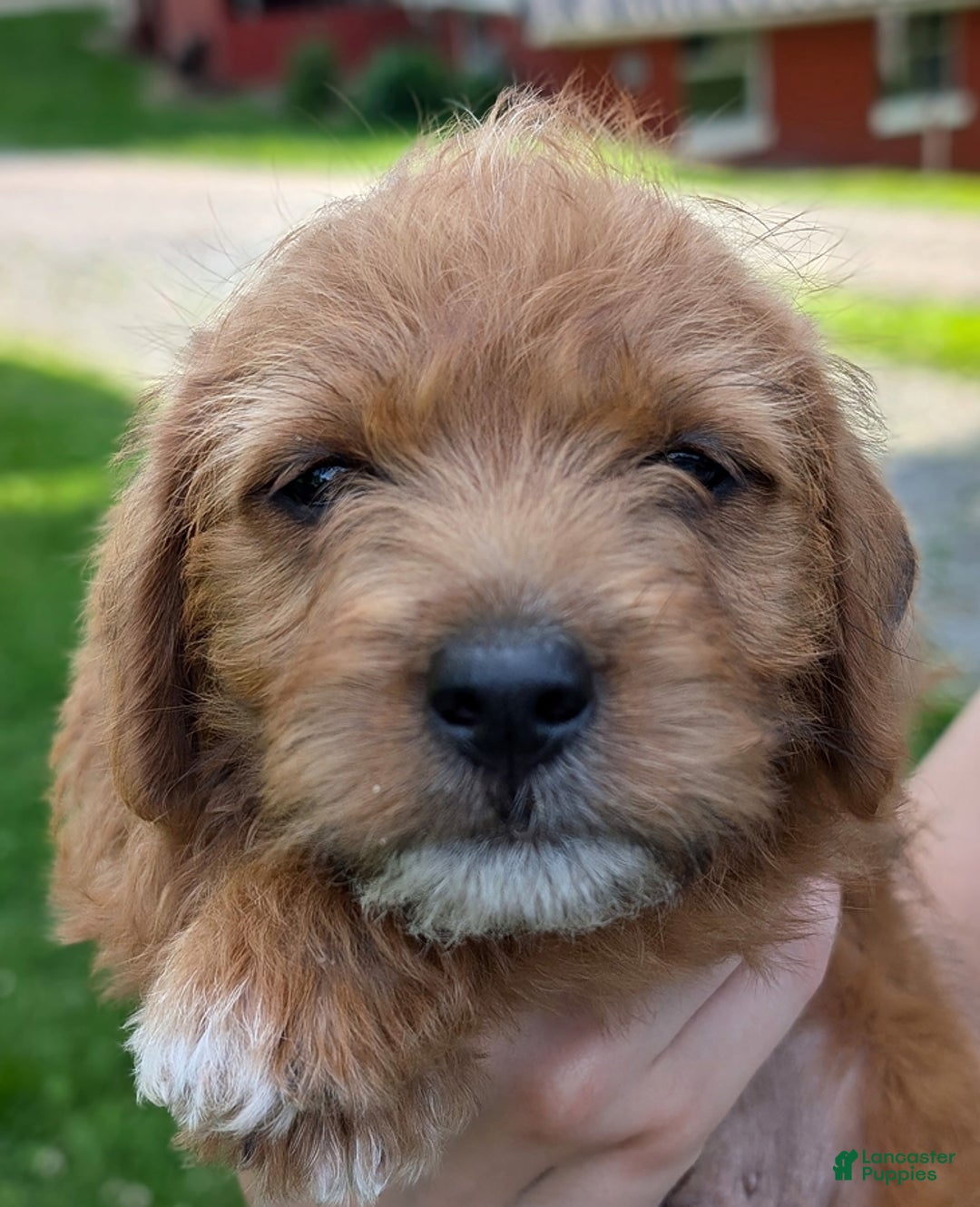 Jackapoo dogs for sale: Barkley - Image 1