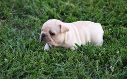 French Bulldog dogs for sale: Lincoln - Image 14