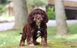 Cockapoo dogs for sale: Kane - Image 10