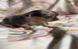 Chihuahua dogs for sale: London - Image 9