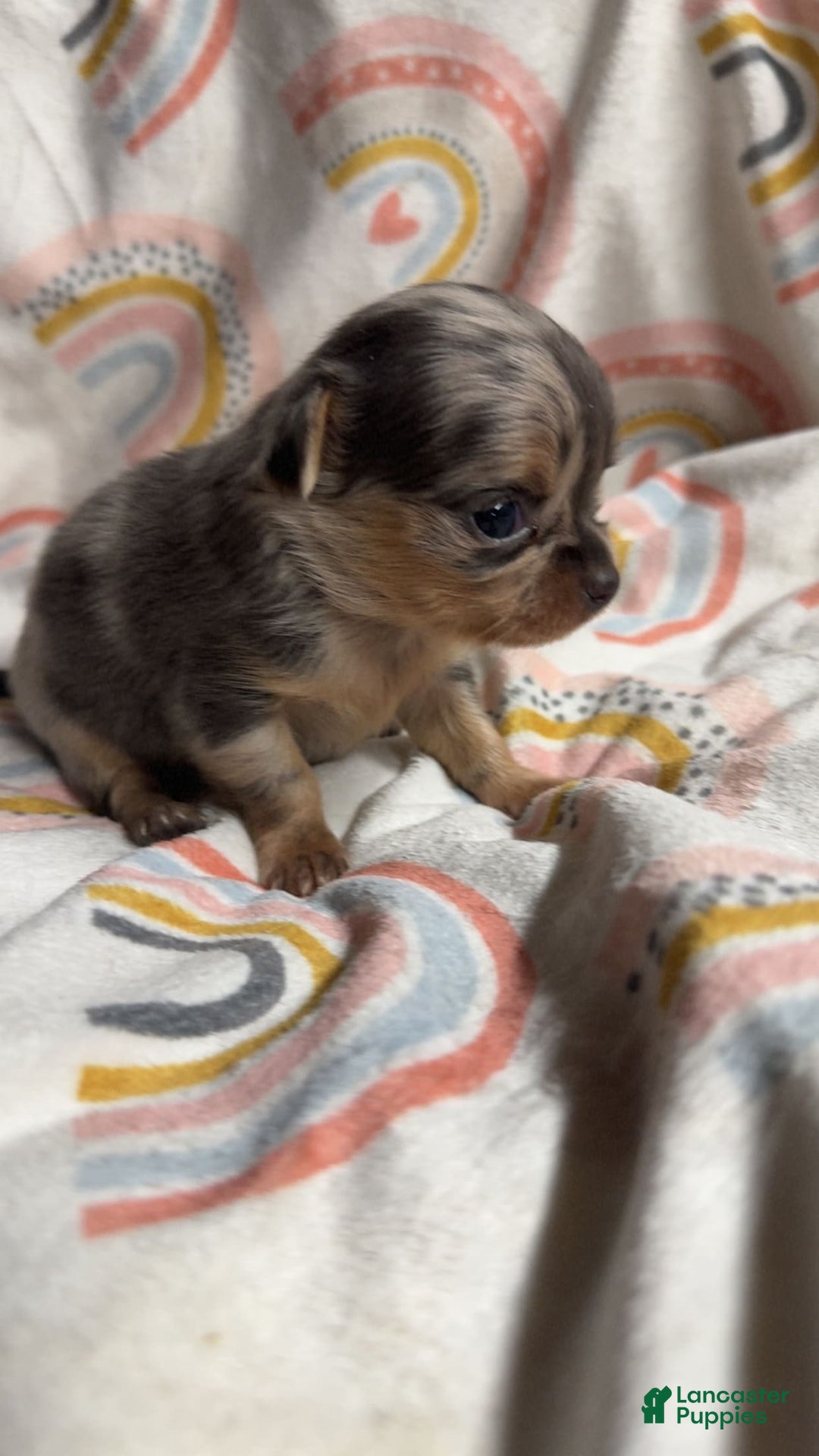 Chihuahua dogs for sale: London - Image 9
