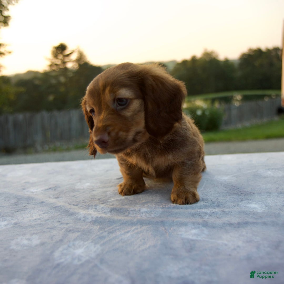 Miniature Dachshund dogs for sale: Olive - Image 3